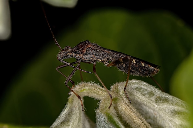 Ausgewachsener Breitkopfkäfer der Art Neomegalotomus parvus