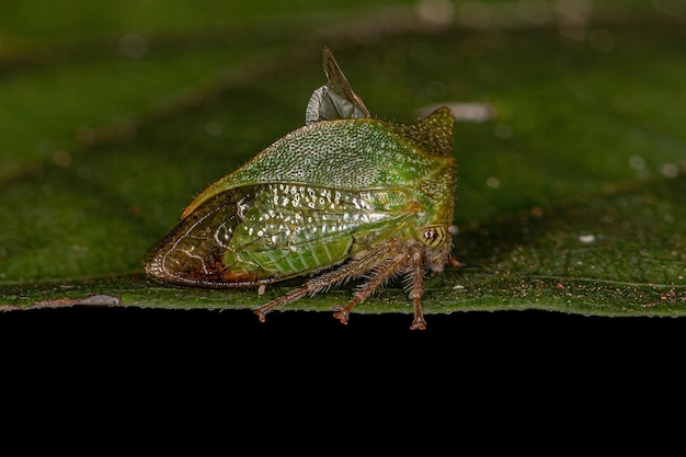 Ausgewachsener Buffalo Treehopper