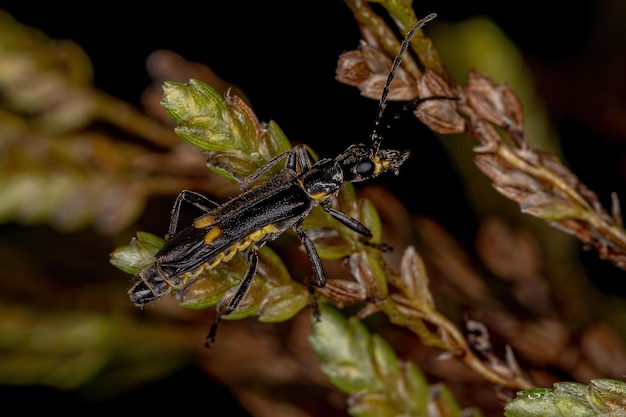 Ausgewachsener Weichkäfer aus der Familie Cantharidae