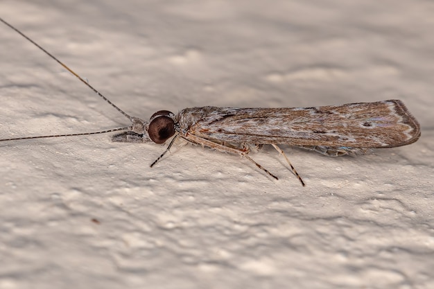 Ausgewachsenes Köcherfliegen-Insekt der Ordnung Trichoptera