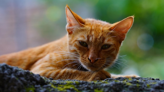 Ausgewähltes Gesicht einer kleinen braunen Katze