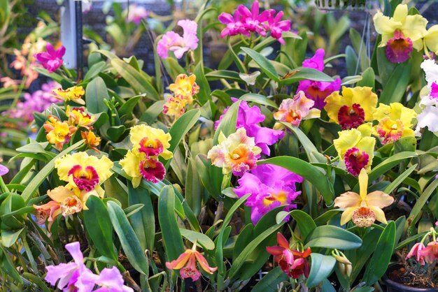 Foto ausgezeichnete cattleya-orchideen in voller blüte