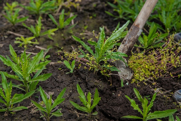 Ausgraben der Unkrautsaudistel im Garten Selektiver Fokus