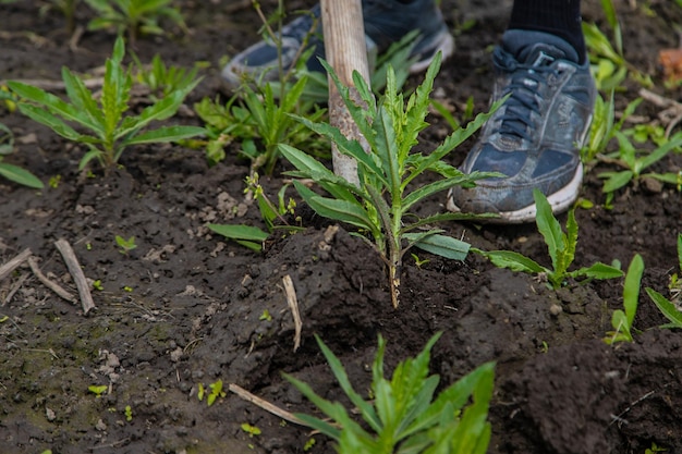 Ausgraben der Unkrautsaudistel im Garten Selektiver Fokus