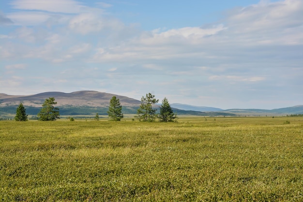 Ausläufer der Tundra