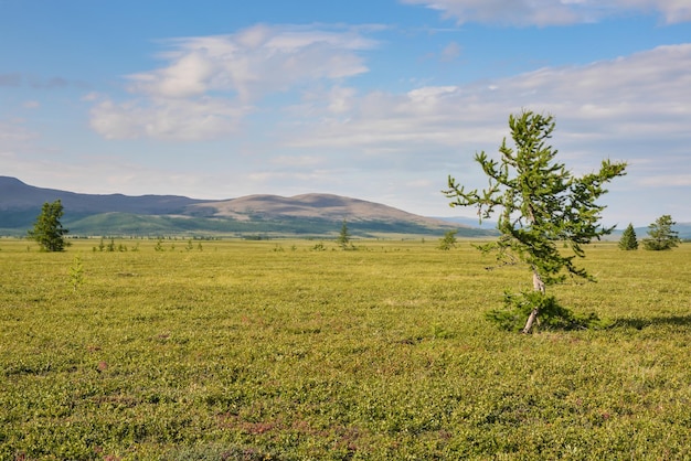 Ausläufer der Tundra