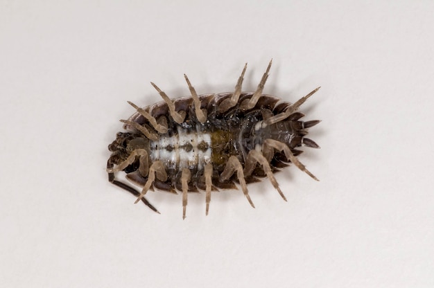 Aussaatwanze, Porcellio dilatatus