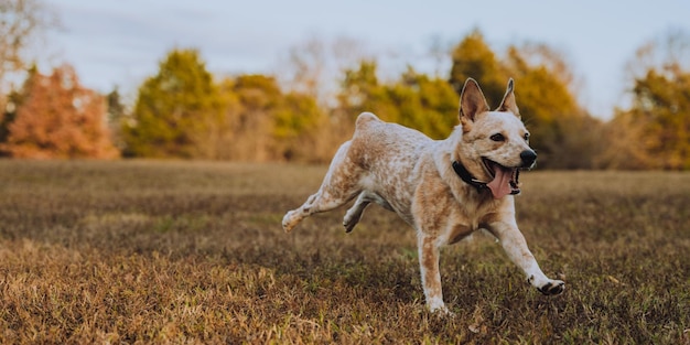 Ausschnitt eines lustigen Hundes, der auf einem Feld läuft