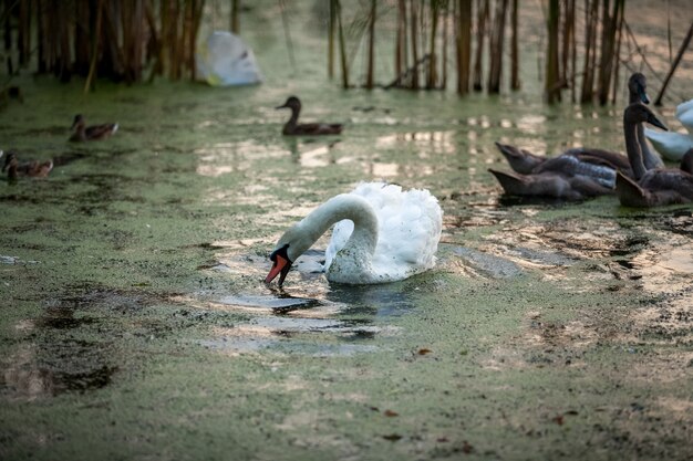 Außenaufnahme schöner weißer Schwan, der mit Cygnets schwimmt