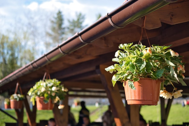 Außenbereich des Sommercafés, dekoriert mit Pflanzen und Blumen in hängenden Töpfen