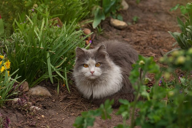 Außenporträt der Katze, die mit Blumen in einem Garten liegt