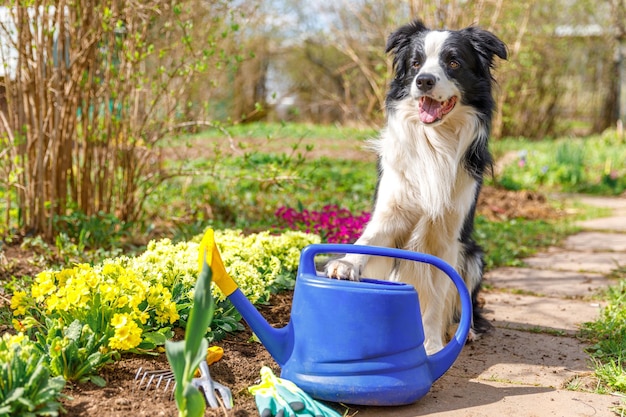 Außenporträt des niedlichen Hunde-Border-Collie mit Gießkanne im Gartenhintergrund. Lustiger Hündchen als Gärtner, der Gießkanne zur Bewässerung holt. Garten- und Landwirtschaftskonzept.