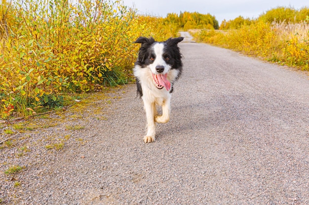 Außenporträt des niedlichen, lächelnden Welpen-Border-Collie, der im Herbstpark im Freien läuft Kleiner Hund mit lustigem Gesicht beim Gehen im sonnigen Herbsttag Hallo Konzept für kaltes Herbstwetter