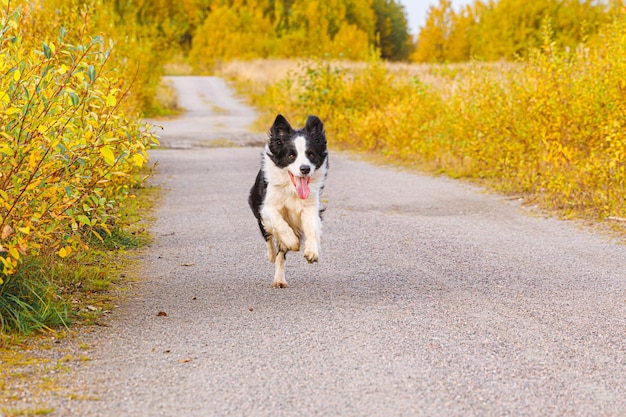 Außenporträt des niedlichen, lächelnden Welpen-Border-Collie, der im Herbstpark im Freien läuft Kleiner Hund mit lustigem Gesicht beim Gehen im sonnigen Herbsttag Hallo Konzept für kaltes Herbstwetter