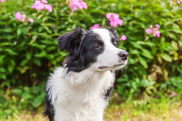 Außenporträt des niedlichen lächelnden Welpengrenzcollies, der auf Grasblumenhintergrund sitzt. Neues schönes Familienmitglied kleiner Hund, der schaut und auf Belohnung wartet. Haustierpflege und lustiges Tierlebenkonzept.