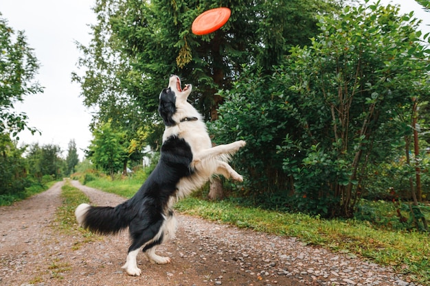 Außenporträt des niedlichen lustigen Welpenhunde-Grenzcollies, der Spielzeug in der Luft fängt. Hund spielt mit fliegender Scheibe. Sportliche Aktivität mit Hund im Park draußen.