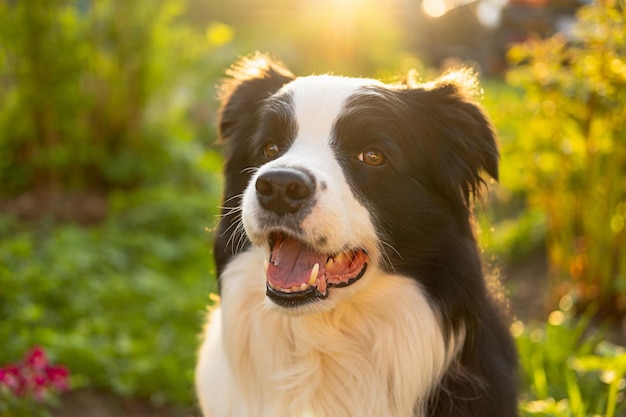 Außenporträt eines niedlichen lächelnden Border Collie-Welpen, der im Parkhintergrund sitzt. Kleiner Hund mit lustigem Gesicht an einem sonnigen Sommertag im Freien. Tierpflege und lustiges Tierlebenskonzept