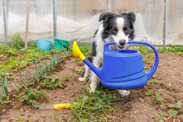 Außenporträt eines süßen, lächelnden Hunde-Border-Collie, der eine Gießkanne im Mund auf Gartenhintergrund hält. Lustiger Welpe als Gärtner, der Gießkanne zur Bewässerung holt. Garten- und Landwirtschaftskonzept.