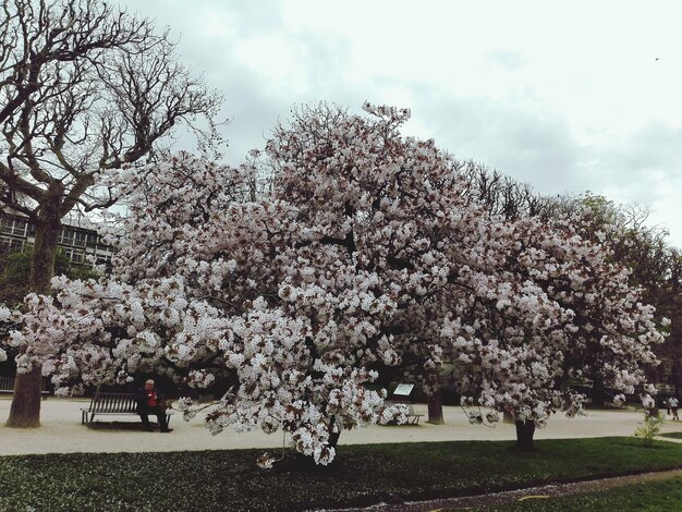 Foto aussicht auf apfelblüten im frühling