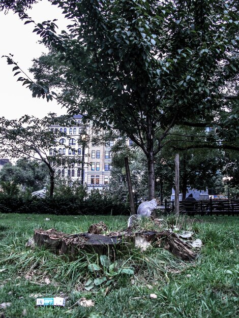 Foto aussicht auf bäume im park