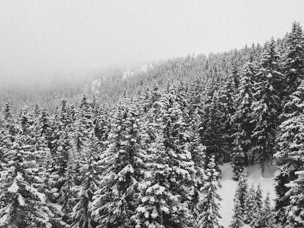 Aussicht auf Bäume im Wald im Winter