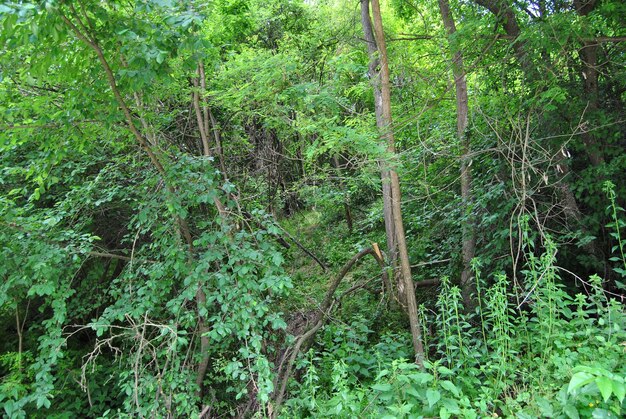 Aussicht auf Bäume im Wald