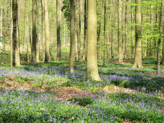 Foto aussicht auf bäume im wald