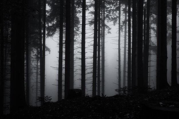 Foto aussicht auf bäume im wald