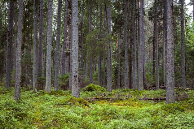 Aussicht auf Bäume im Wald