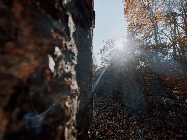 Foto aussicht auf bäume im wald