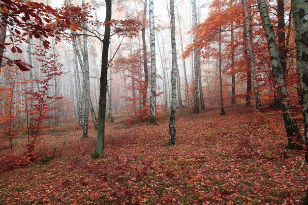 Foto aussicht auf bäume im wald