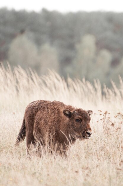 Aussicht auf ein Bisonjungen