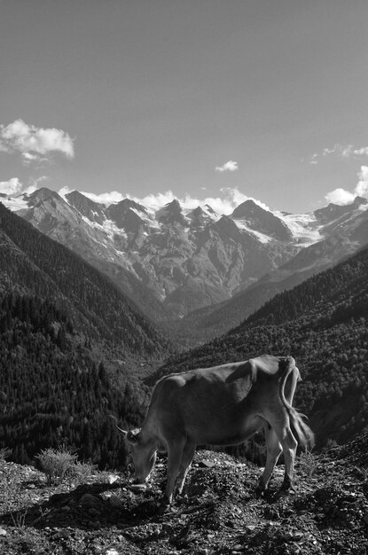 Foto aussicht auf ein pferd auf dem berg