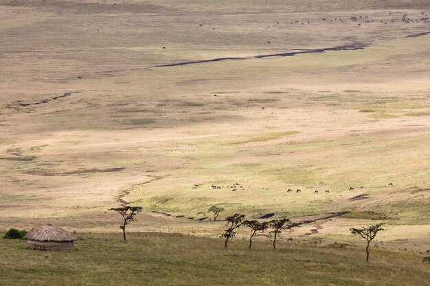 Foto aussicht auf ein pferd auf dem feld