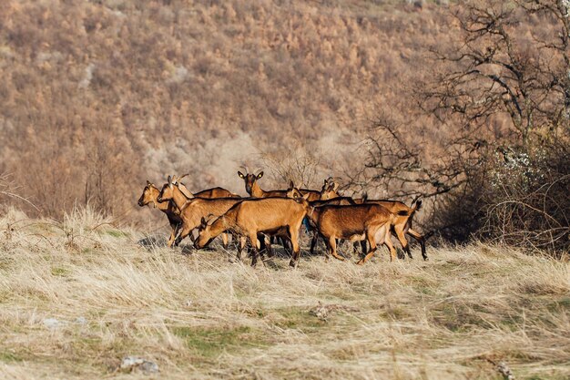 Foto aussicht auf ein pferd auf dem feld