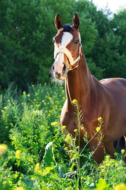 Foto aussicht auf ein pferd auf einem baum