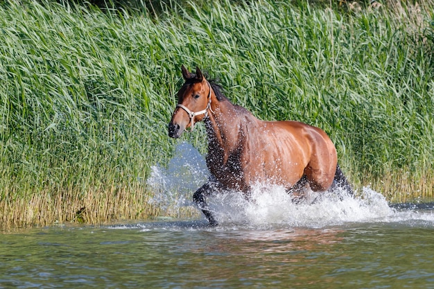 Foto aussicht auf ein pferd im flachen wasser