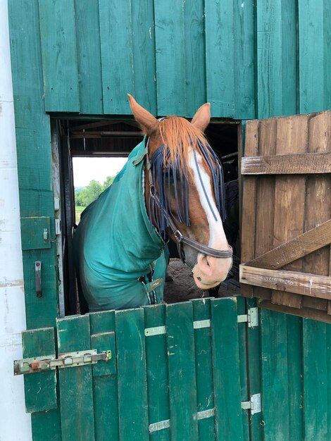 Foto aussicht auf ein pferd im stall