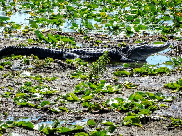 Foto aussicht auf ein reptil in einem garten