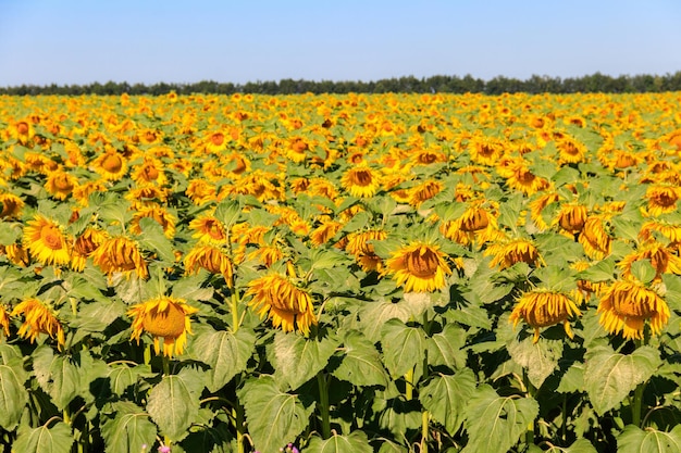 Foto aussicht auf ein wunderschönes sonnenblumenfeld im sommer