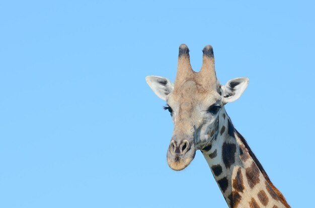 Aussicht auf eine Giraffe vor einem klaren blauen Himmel