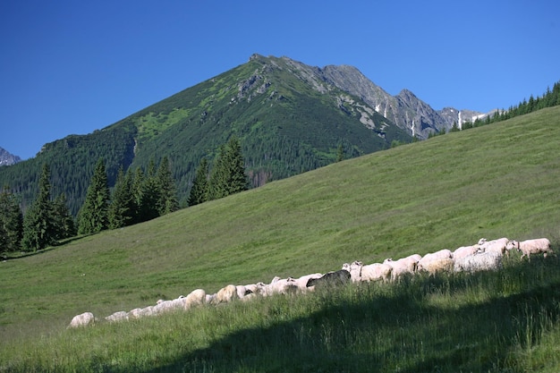 Aussicht auf eine grüne Landschaft vor blauem Himmel