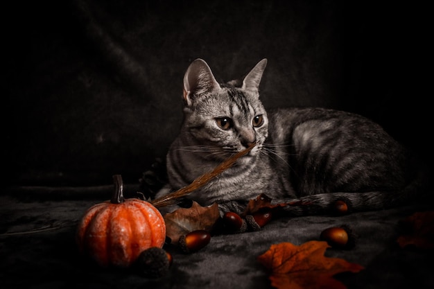 Foto aussicht auf eine katze