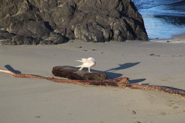 Aussicht auf eine Möwe am Strand