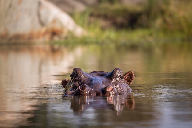 Aussicht auf eine Schildkröte, die im See schwimmt
