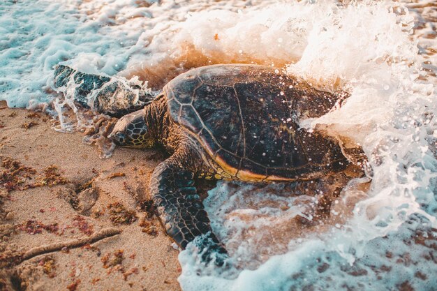 Foto aussicht auf eine schildkröte im meer