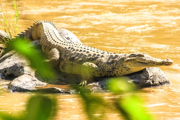 Foto aussicht auf eine schildkröte im see