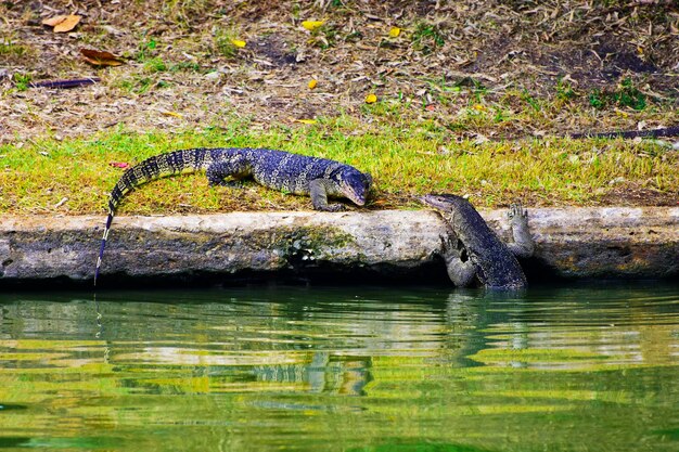 Foto aussicht auf eine schildkröte im see