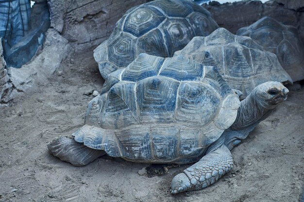 Foto aussicht auf eine schildkröte im zoo