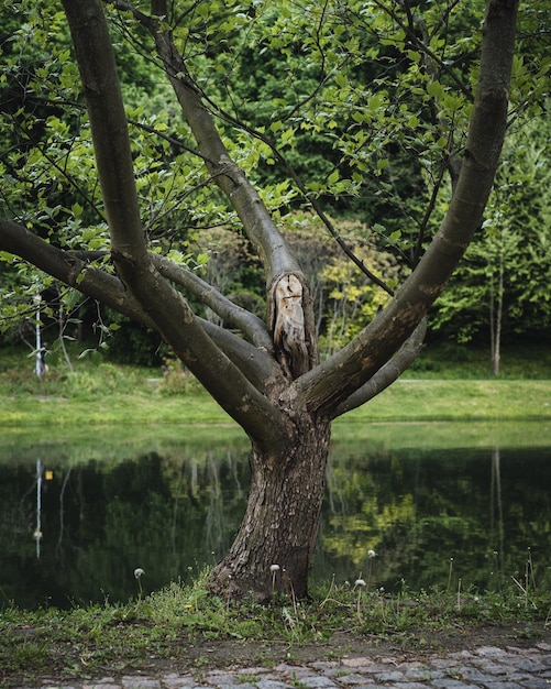 Foto aussicht auf einen baum auf einem see